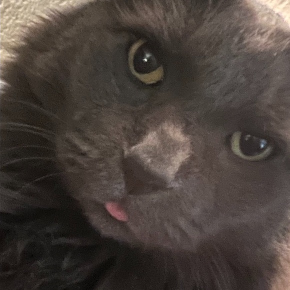 POSH AMBASSADOR 2 & suggested user.. 😊 - Picture 6 of 17